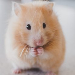 Accesorios para Hamsters y Cobayos