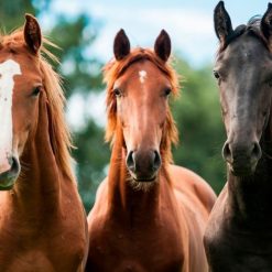 Artículos para Equinos