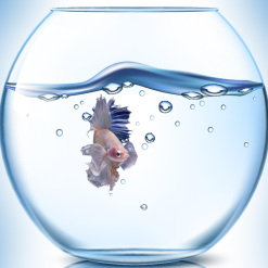 División Acuario
