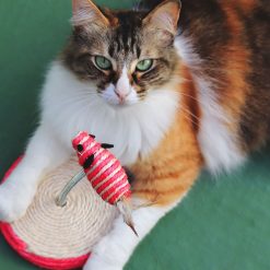 Juguetes para Gatos