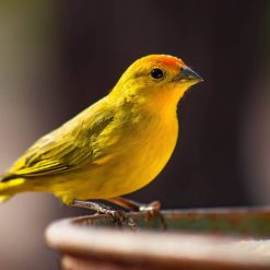Productos para Pájaros
